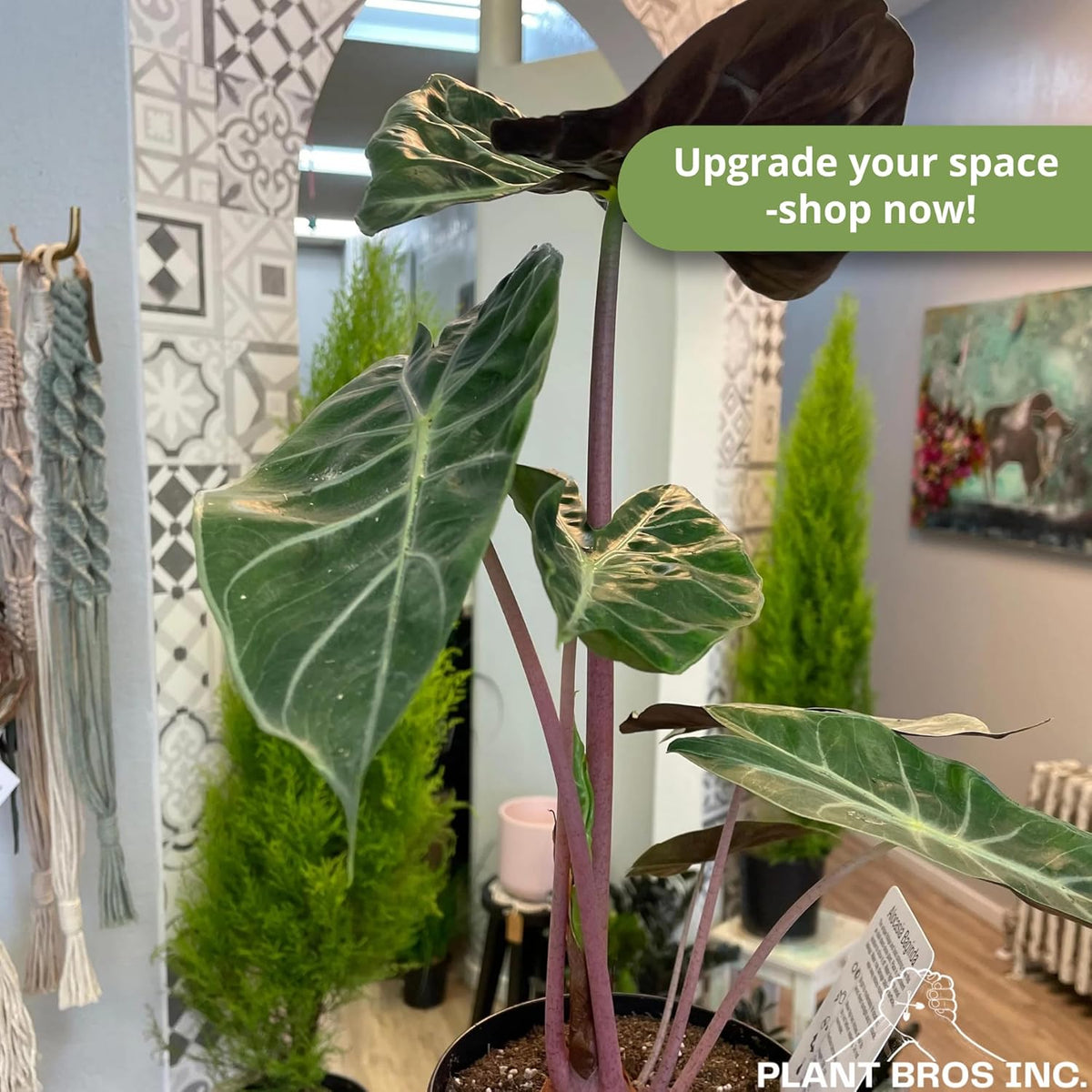 Alocasia Pink Princess Plant 4-6 Inch Bare Root Plant Q285364