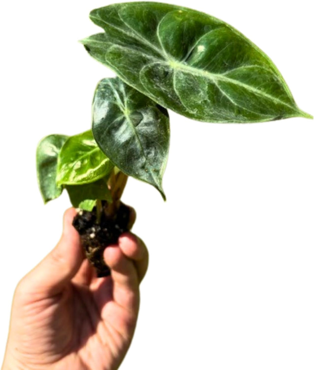 Alocasia Pink Princess Plant 4-6 Inch Bare Root Plant Q285364