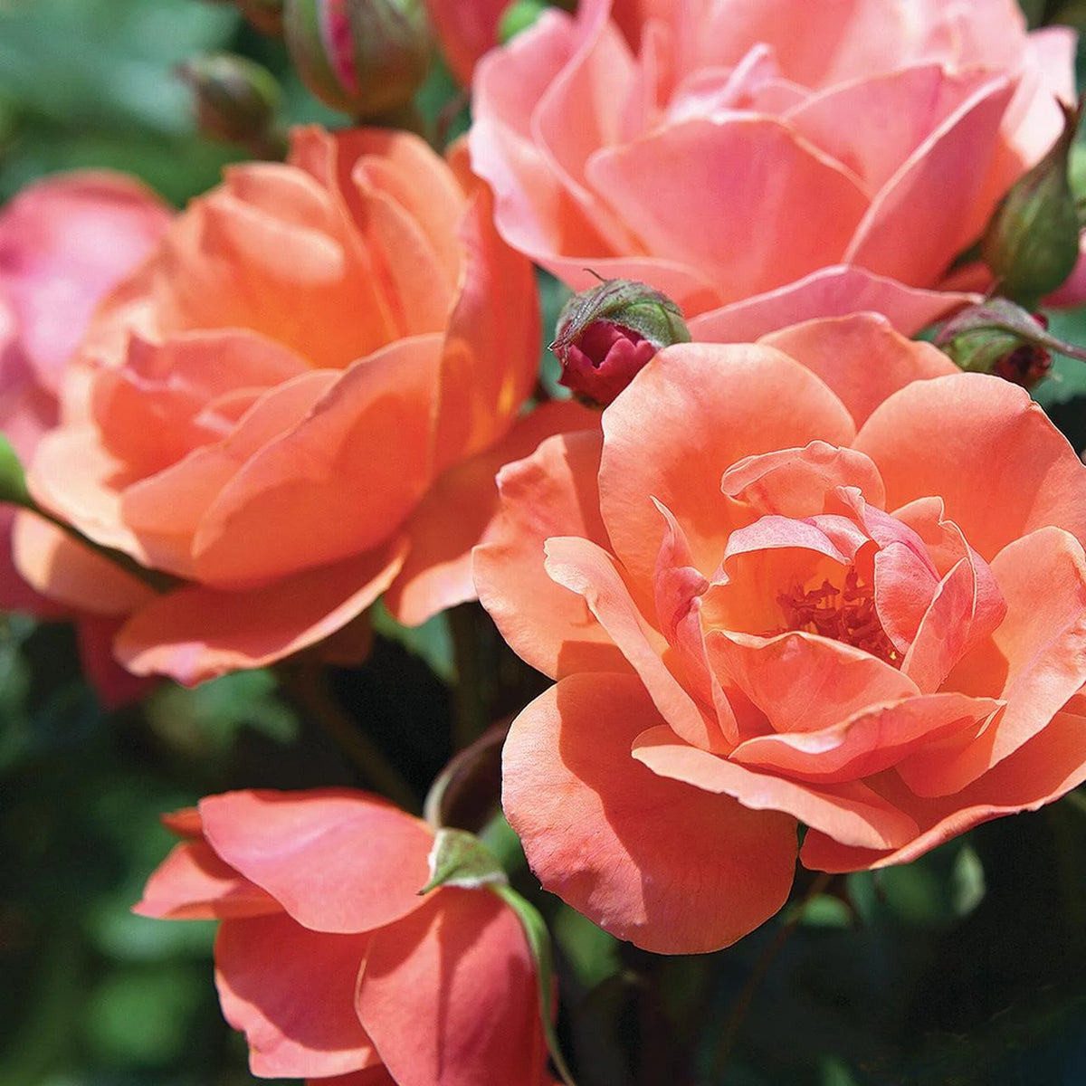 Rose Tree Form with Coral Flowers 3 Gallon M825695