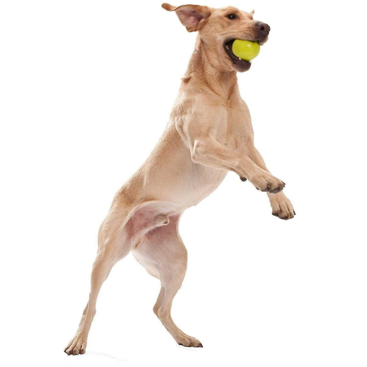 Dog Toy D330721