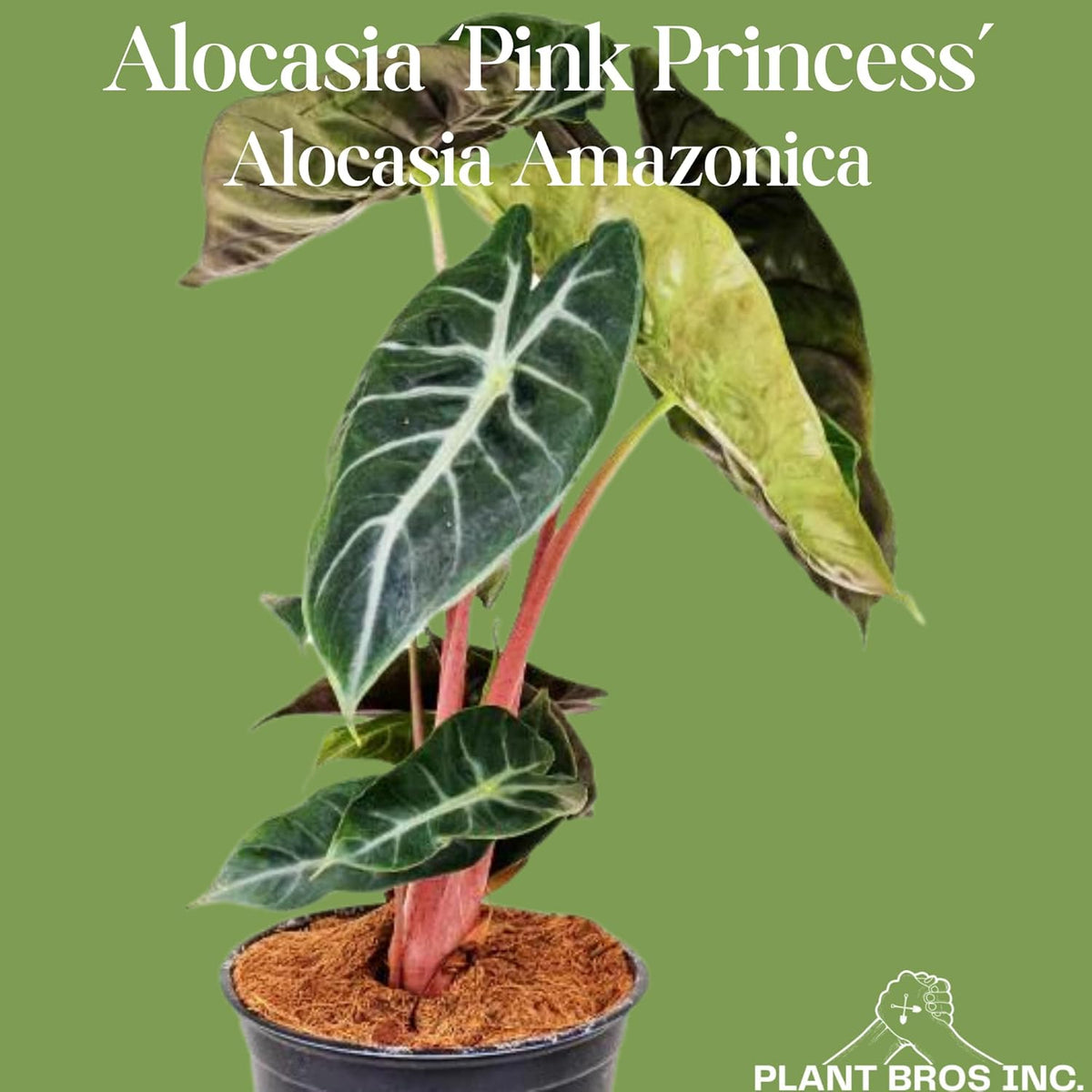 Alocasia Pink Princess Plant 4-6 Inch Bare Root Plant Q285364