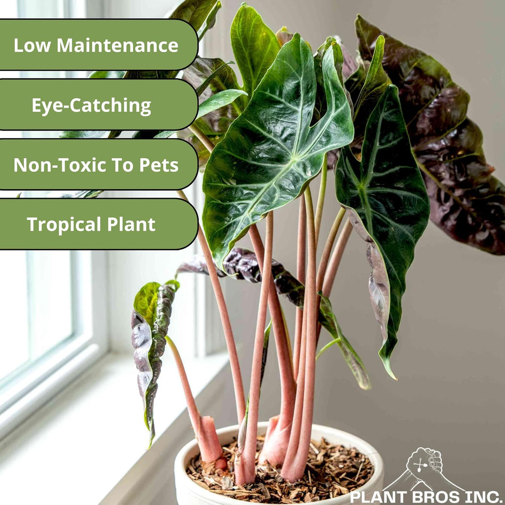 Alocasia Pink Princess Plant 4-6 Inch Bare Root Plant Q285364