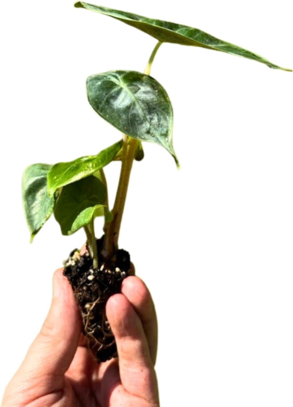 Alocasia Pink Princess Plant 4-6 Inch Bare Root Plant Q285364