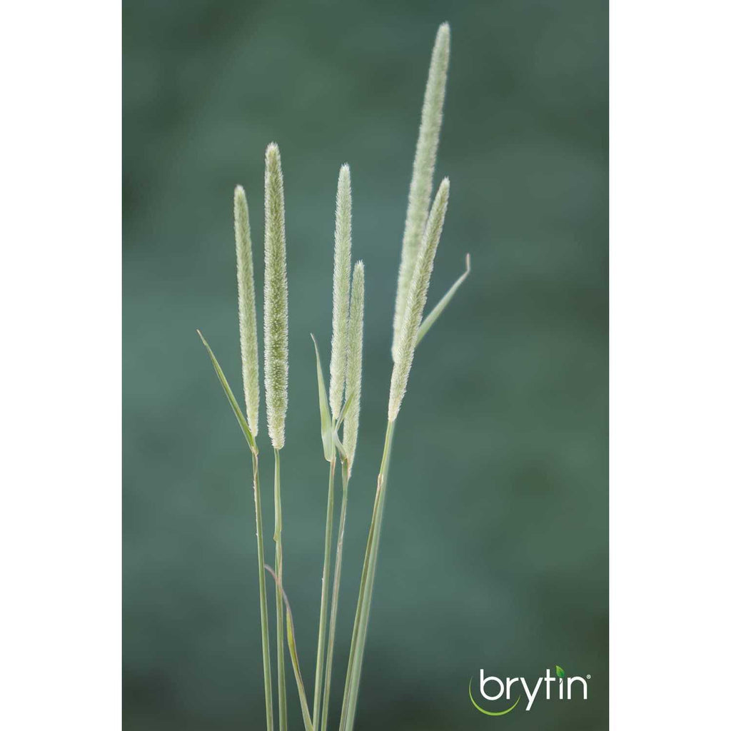 All-Natural Western Timothy Hay Chinchilla Food M18756