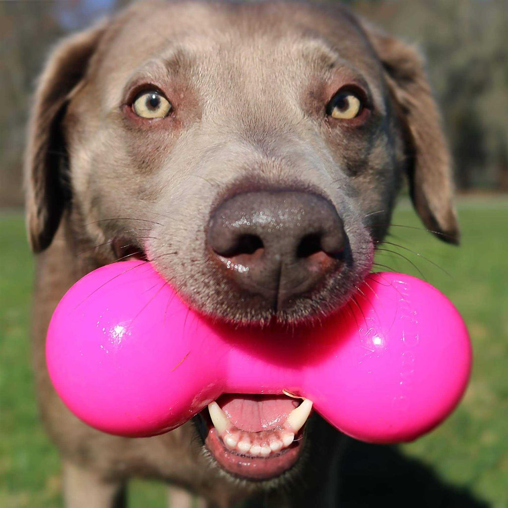 Dog Toy X632184