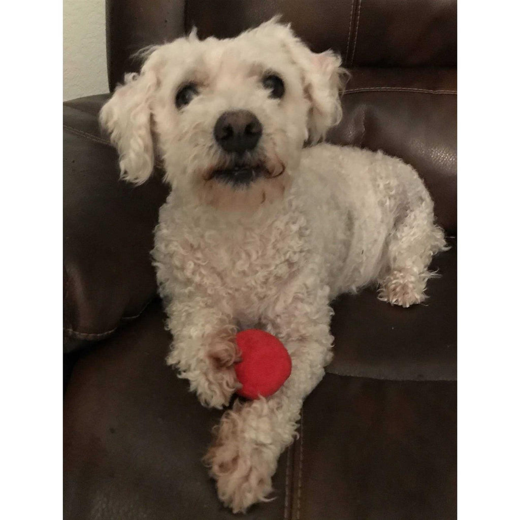 12 Pack Plush Squeaky Balls K258830