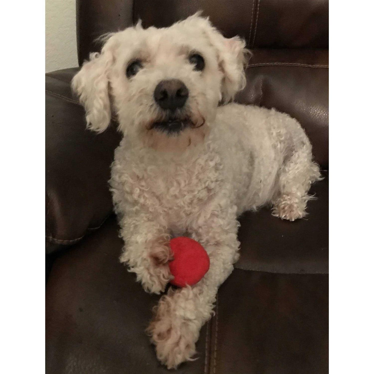 12 Pack Plush Squeaky Balls K258830