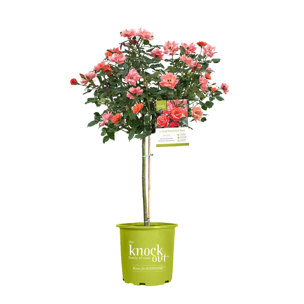 Rose Tree Form with Coral Flowers 3 Gallon M825695
