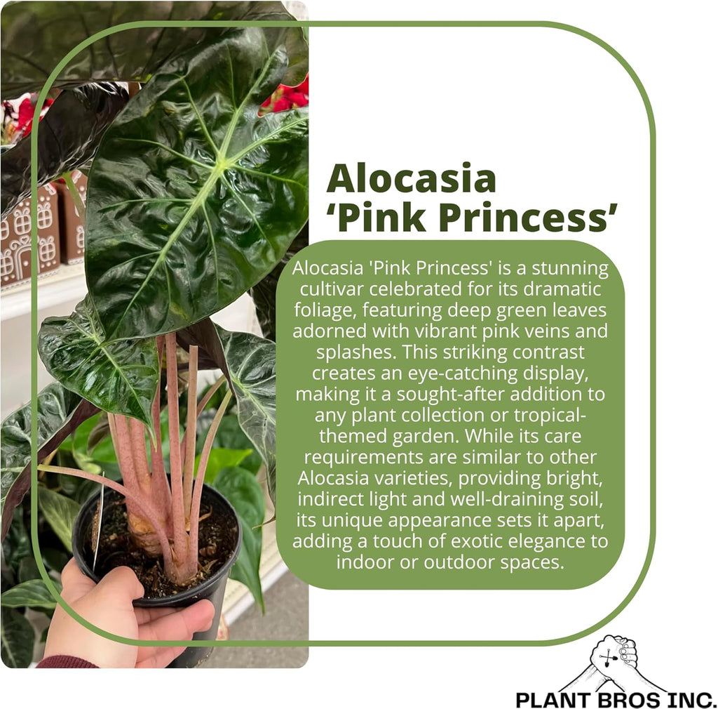 Alocasia Pink Princess Plant 4-6 Inch Bare Root Plant Q285364