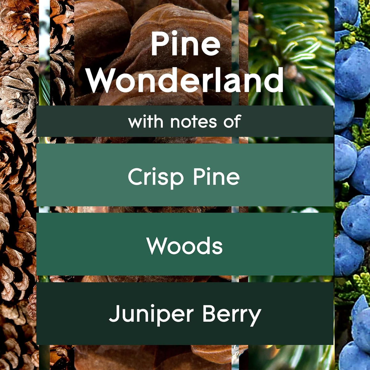 Pine Wonderland 6.2 Oz 2 Count Automatic Spray Refill Z8284