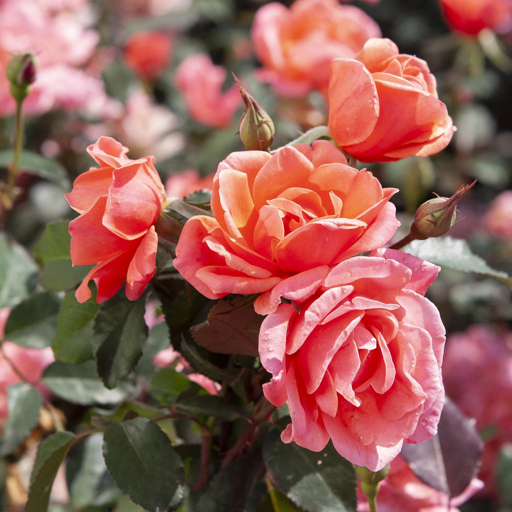 Rose Tree Form with Coral Flowers 3 Gallon M825695