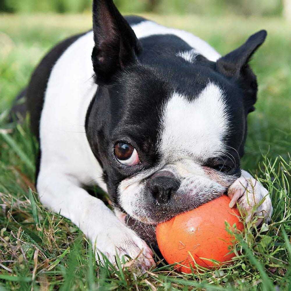 Dog Toy D330721